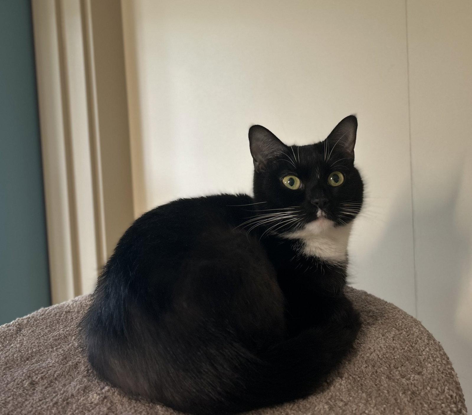 Enlarge Joy, a Adoptable Domestic Short Hair in Arlington, VT image 1/2
