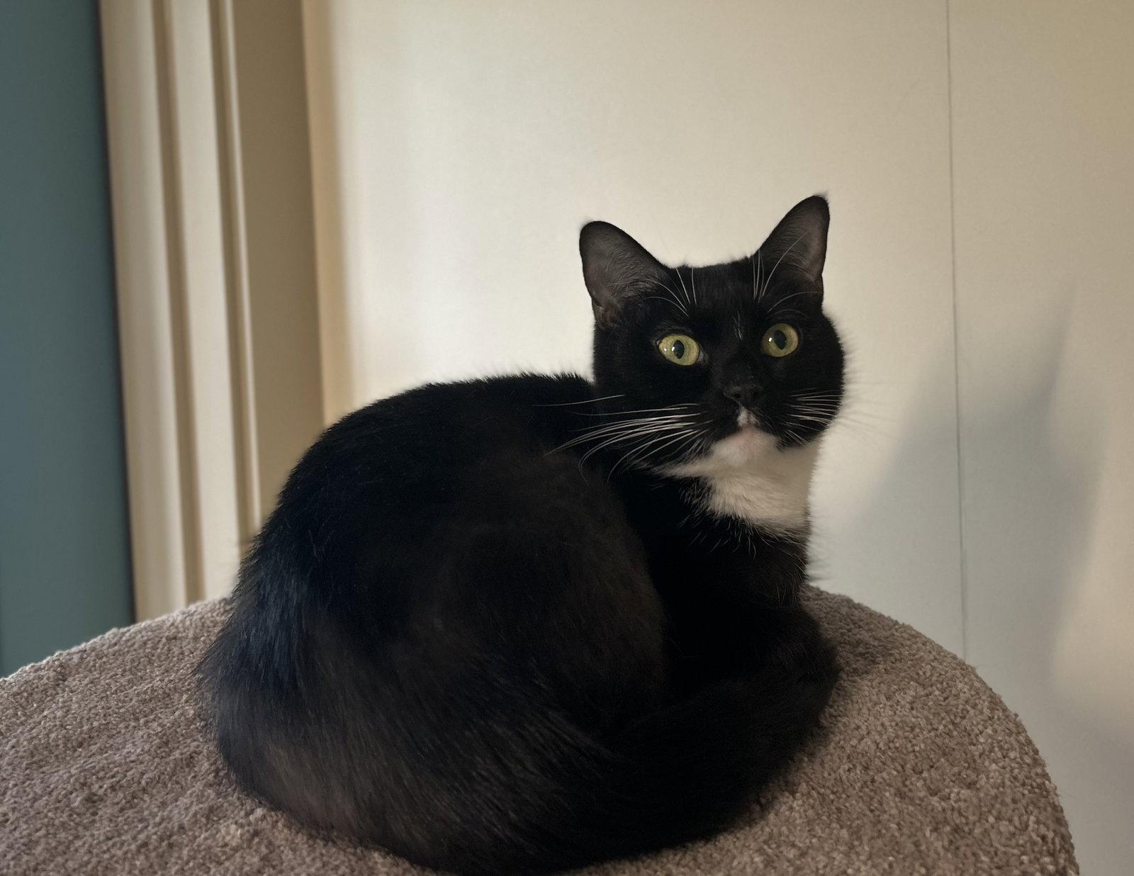 Enlarge Joy, a Adoptable Domestic Short Hair in Arlington, VT image 2/2