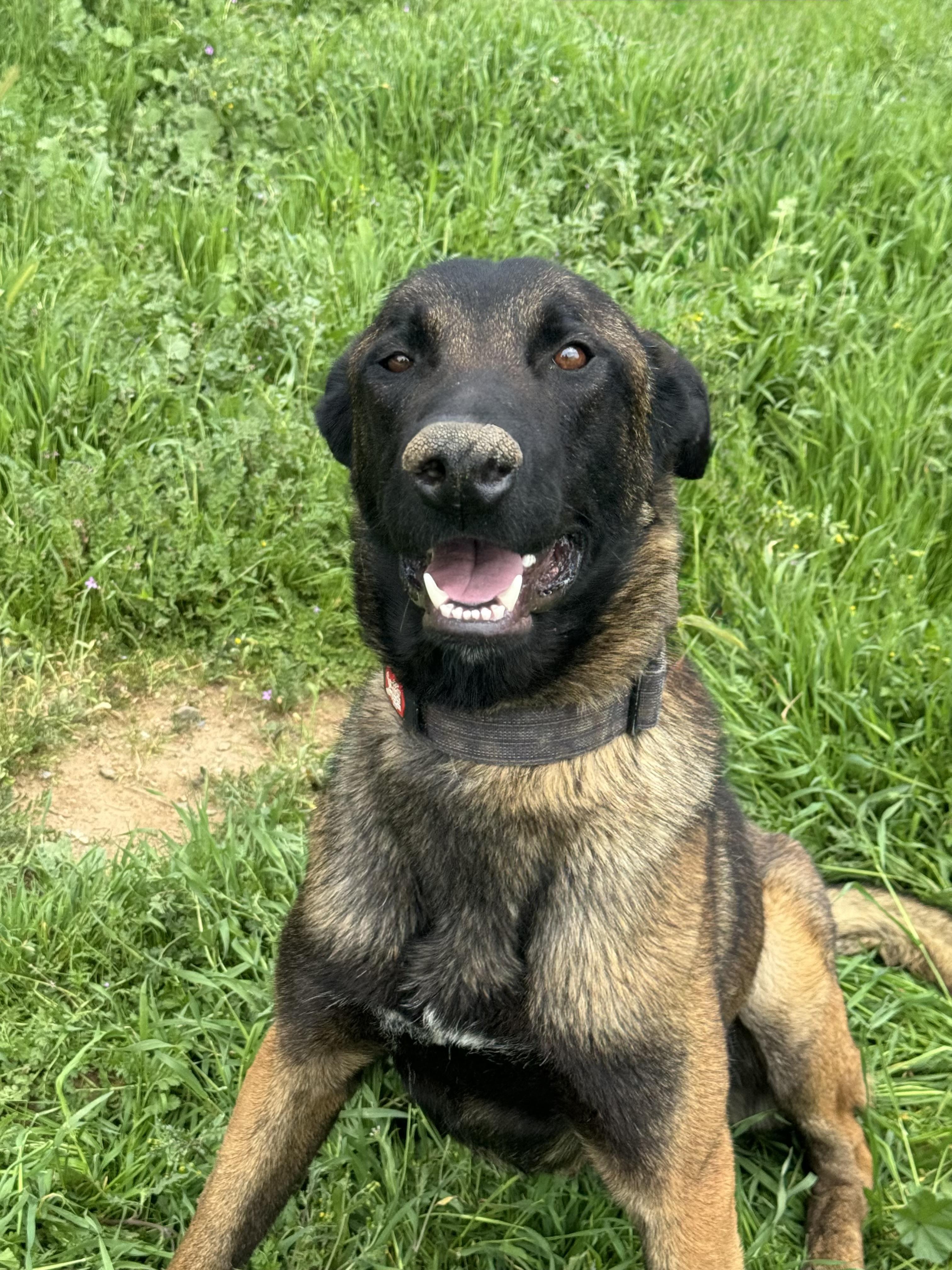 EDDY, Adult Male Belgian Shepherd / Malinois