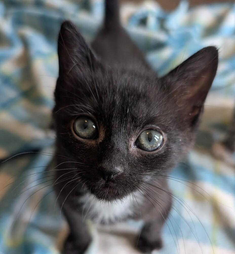 Cobalt, a Adoptable Domestic Medium Hair in Statesville, NC image 1/3