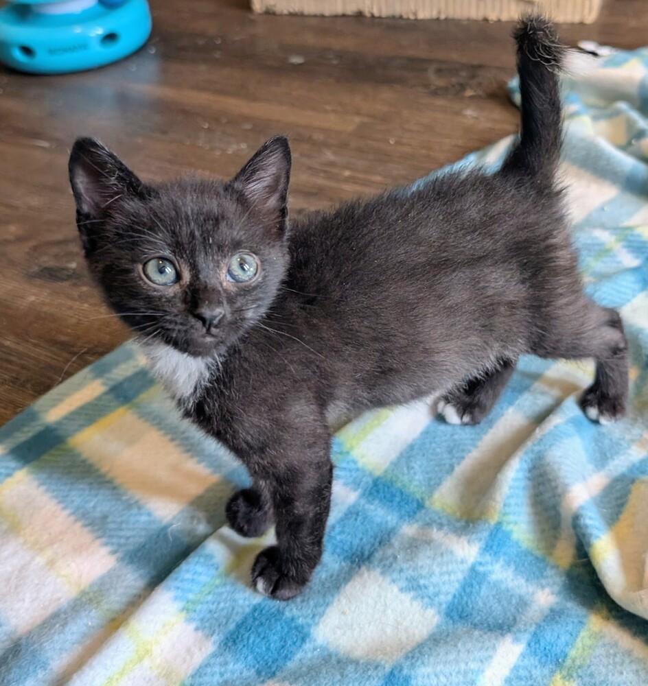 Cobalt, a Adoptable Domestic Medium Hair in Statesville, NC image 2/3
