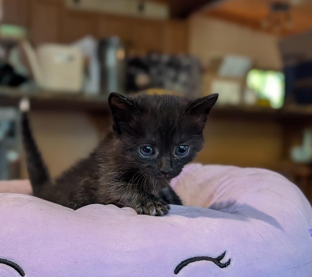 Cobalt, a Adoptable Domestic Medium Hair in Statesville, NC image 3/3