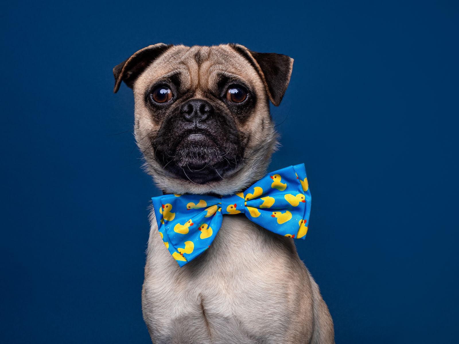 Chef Boyardee, Adoptable, Adult Male Pug.