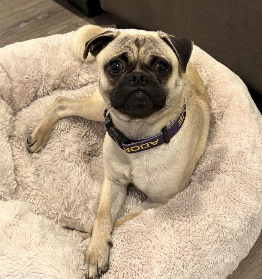 Enlarge Chef Boyardee, a Adoptable Pug in Palo Alto, CA image 2/3