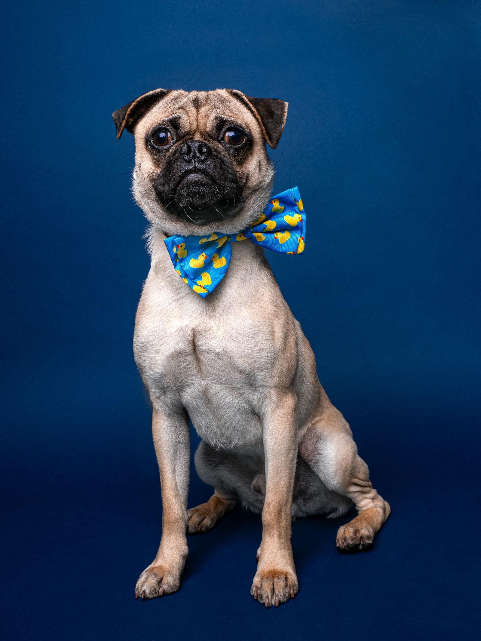 Enlarge Chef Boyardee, a Adoptable Pug in Palo Alto, CA image 3/3