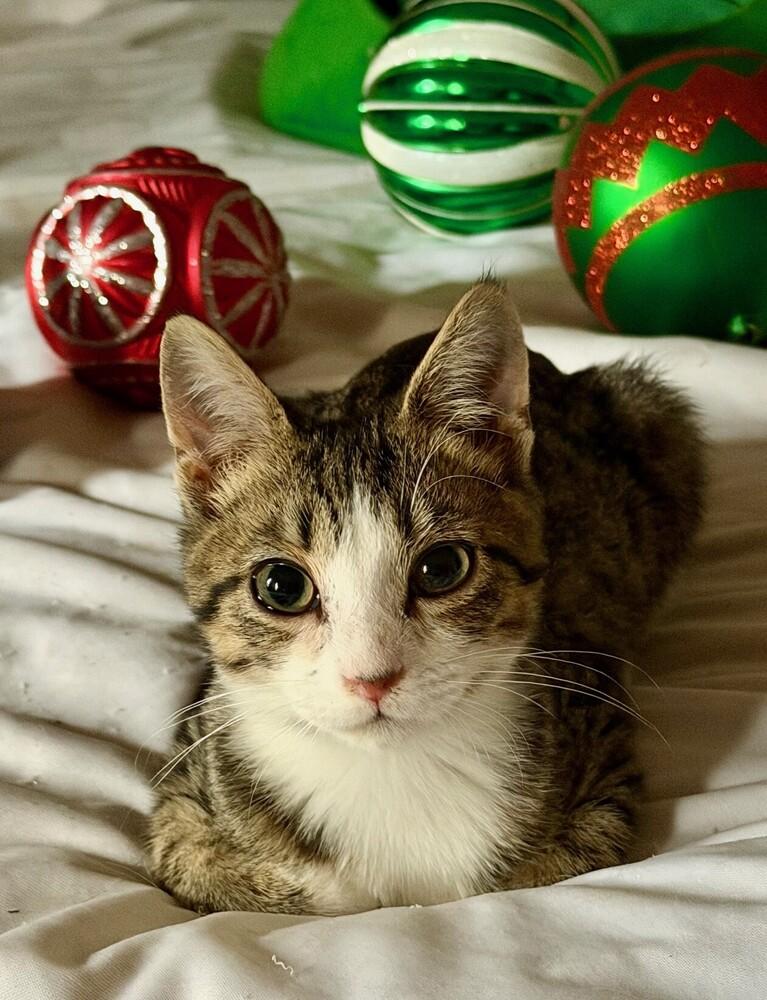 Enlarge Loki, a Adoptable mixed breed in Little Rock, AR image 1/6