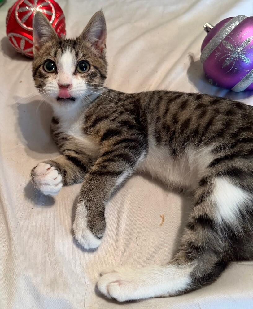 Enlarge Loki, a Adoptable mixed breed in Little Rock, AR image 2/6