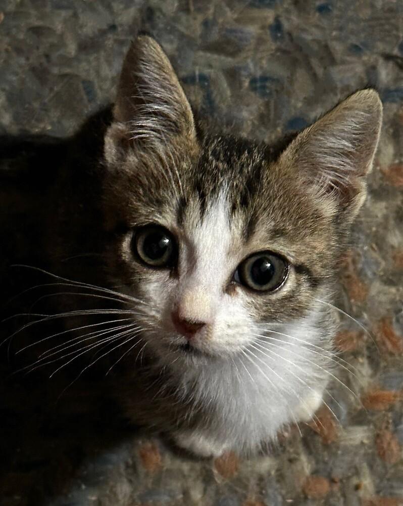 Enlarge Loki, a Adoptable mixed breed in Little Rock, AR image 3/6