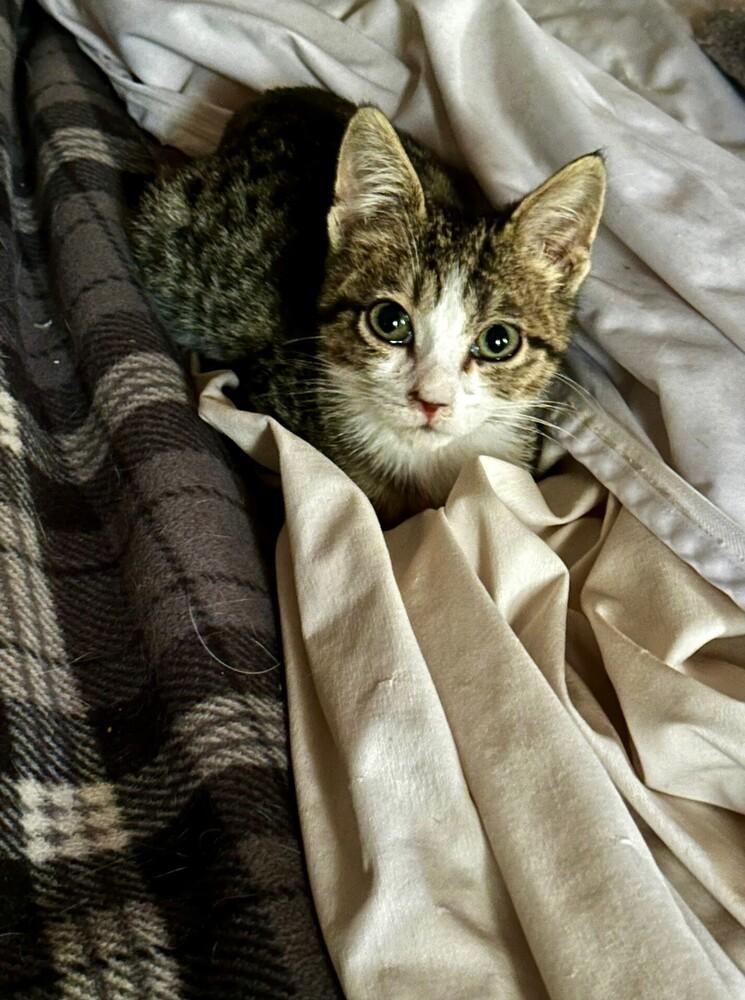 Enlarge Loki, a Adoptable mixed breed in Little Rock, AR image 4/6