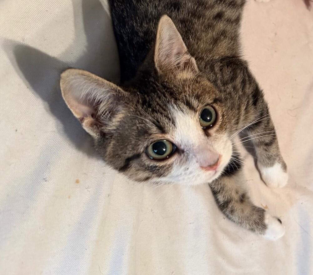 Enlarge Loki, a Adoptable mixed breed in Little Rock, AR image 6/6