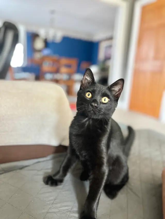 Enlarge Denver, a Adoptable Domestic Short Hair in North Babylon, NY image 2/5