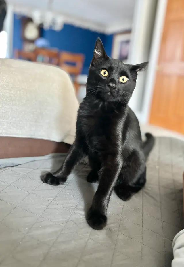 Enlarge Denver, a Adoptable Domestic Short Hair in North Babylon, NY image 4/5