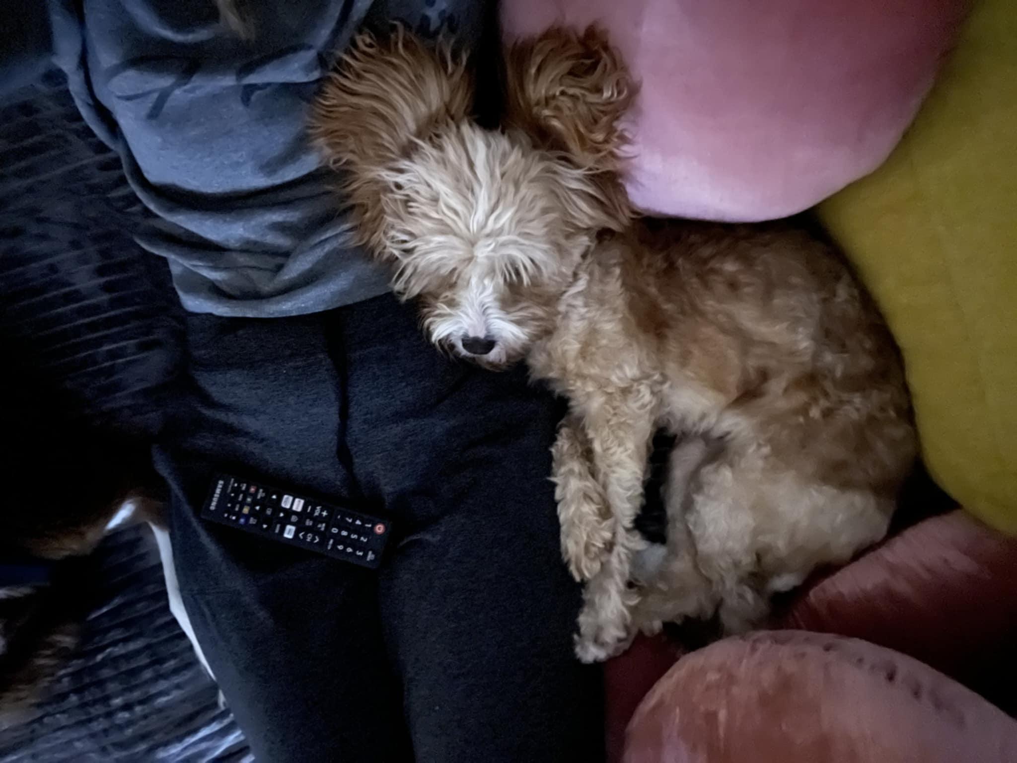 Taffy, Adoptable, Adult Female Cavapoo.