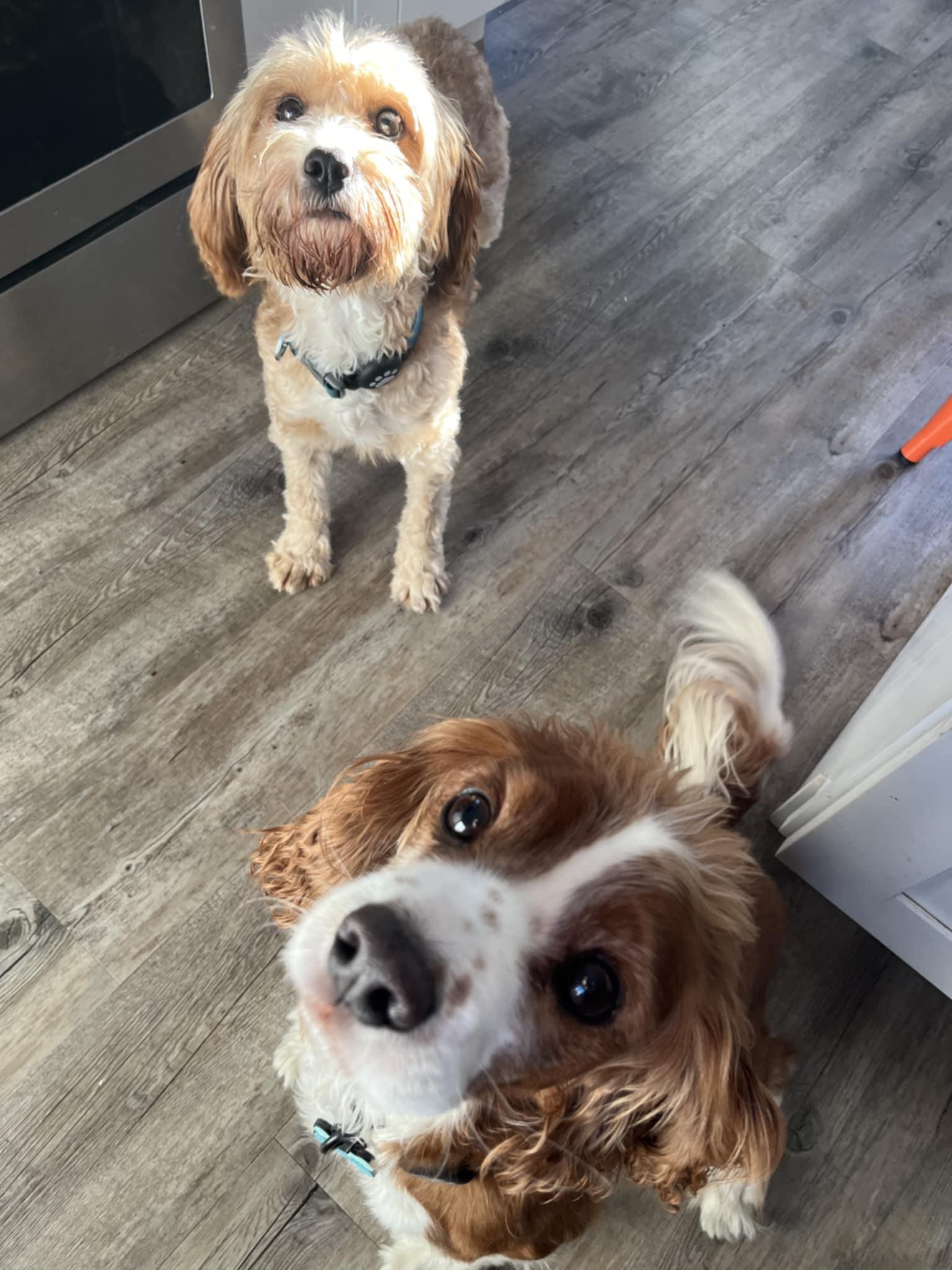 Taffy, a Adoptable Cavapoo in Wurtsboro, NY image 2/3
