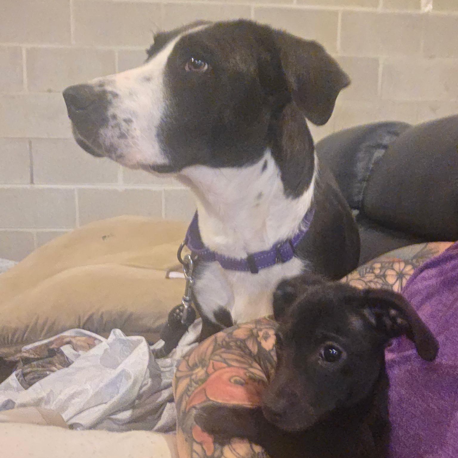 Storm, a ADOPTABLE mixed breed in Richmond, VA image 3/6