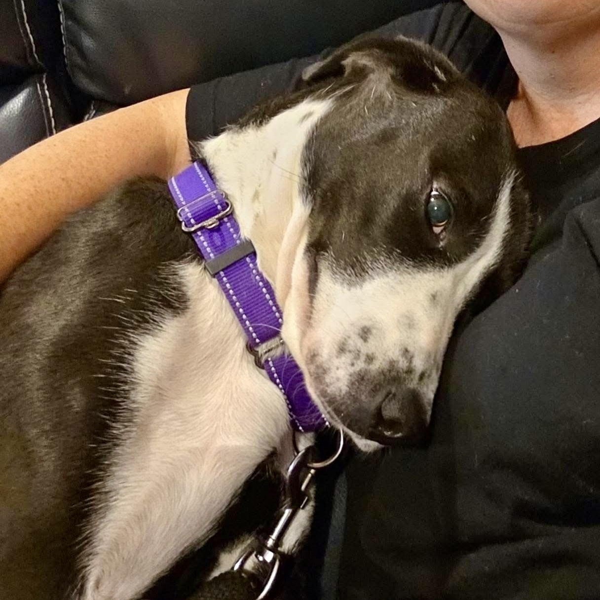 Storm, a ADOPTABLE mixed breed in Richmond, VA image 6/6