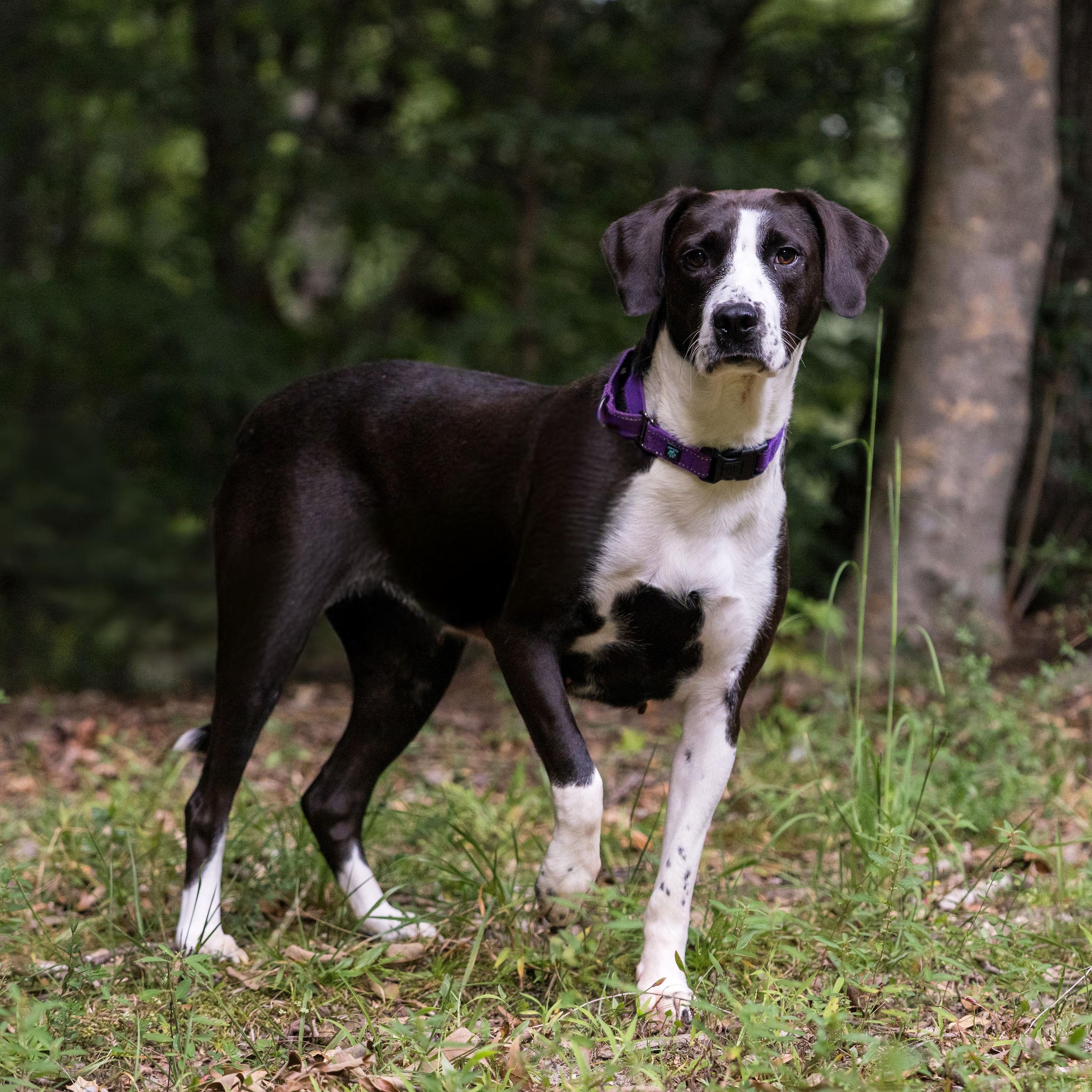 Enlarge Storm, a ADOPTABLE mixed breed in Richmond, VA image 3/6