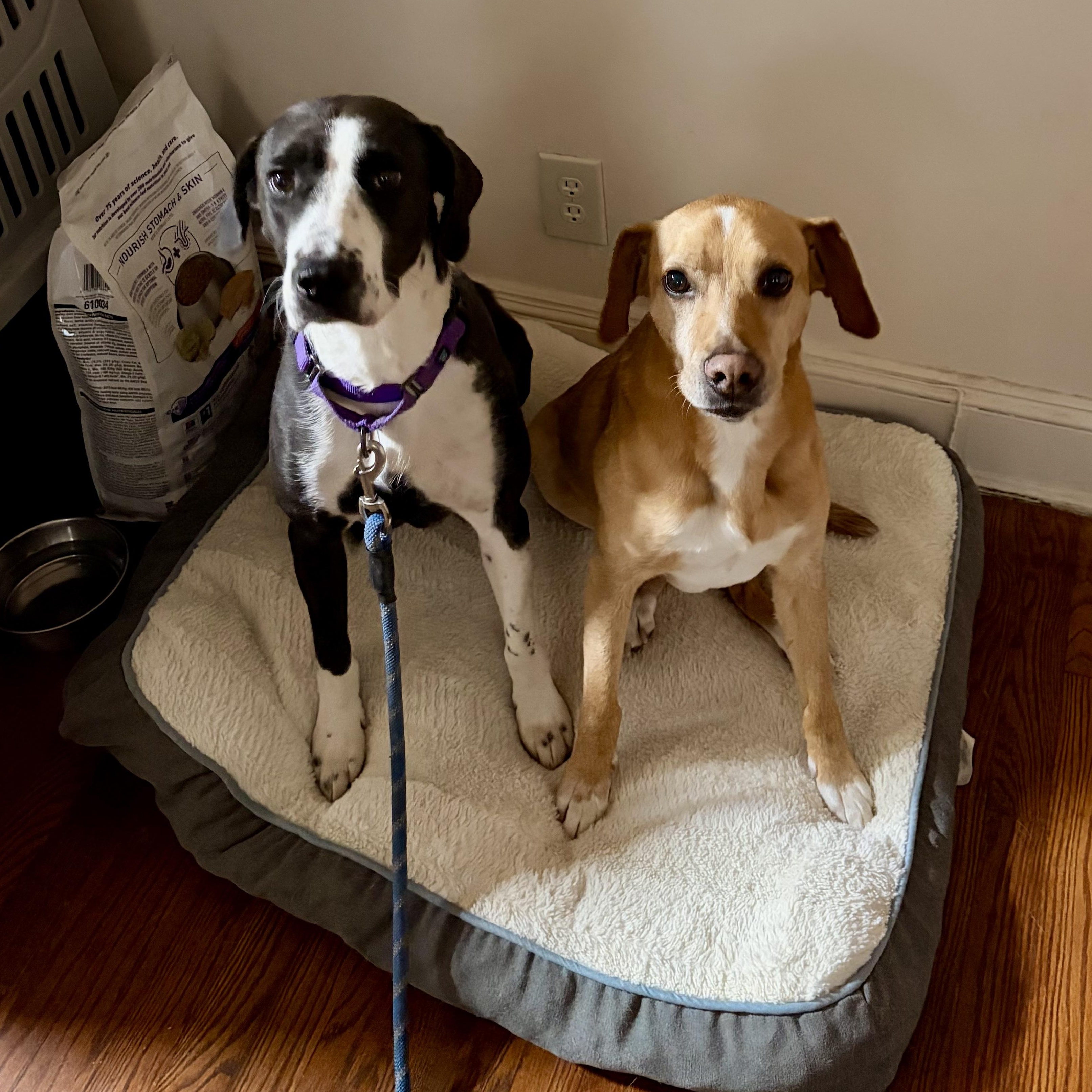 Storm, a ADOPTABLE mixed breed in Richmond, VA image 5/6