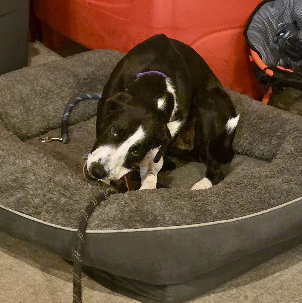 Storm, a ADOPTABLE mixed breed in Richmond, VA image 4/6