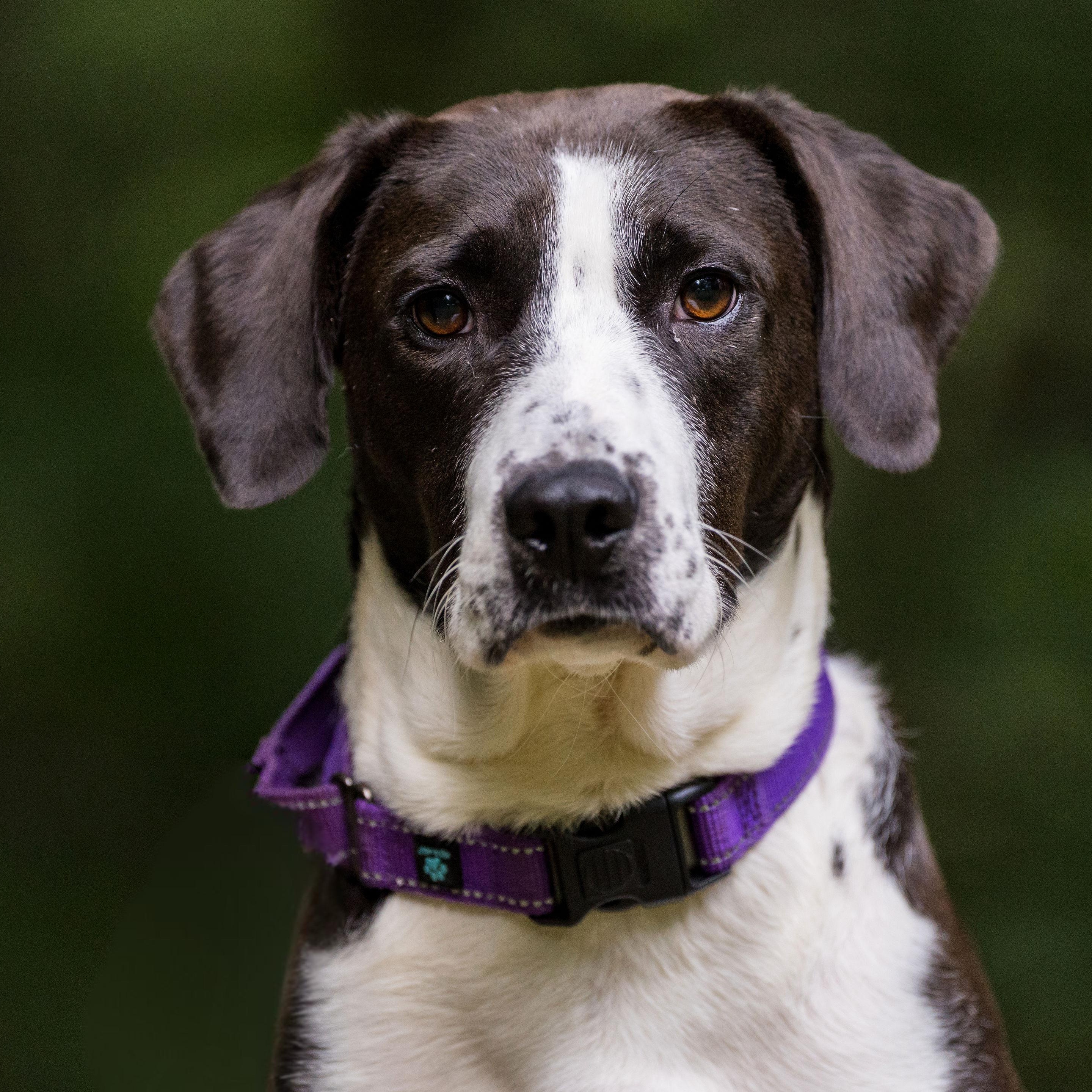 Enlarge Storm, a ADOPTABLE mixed breed in Richmond, VA image 1/6