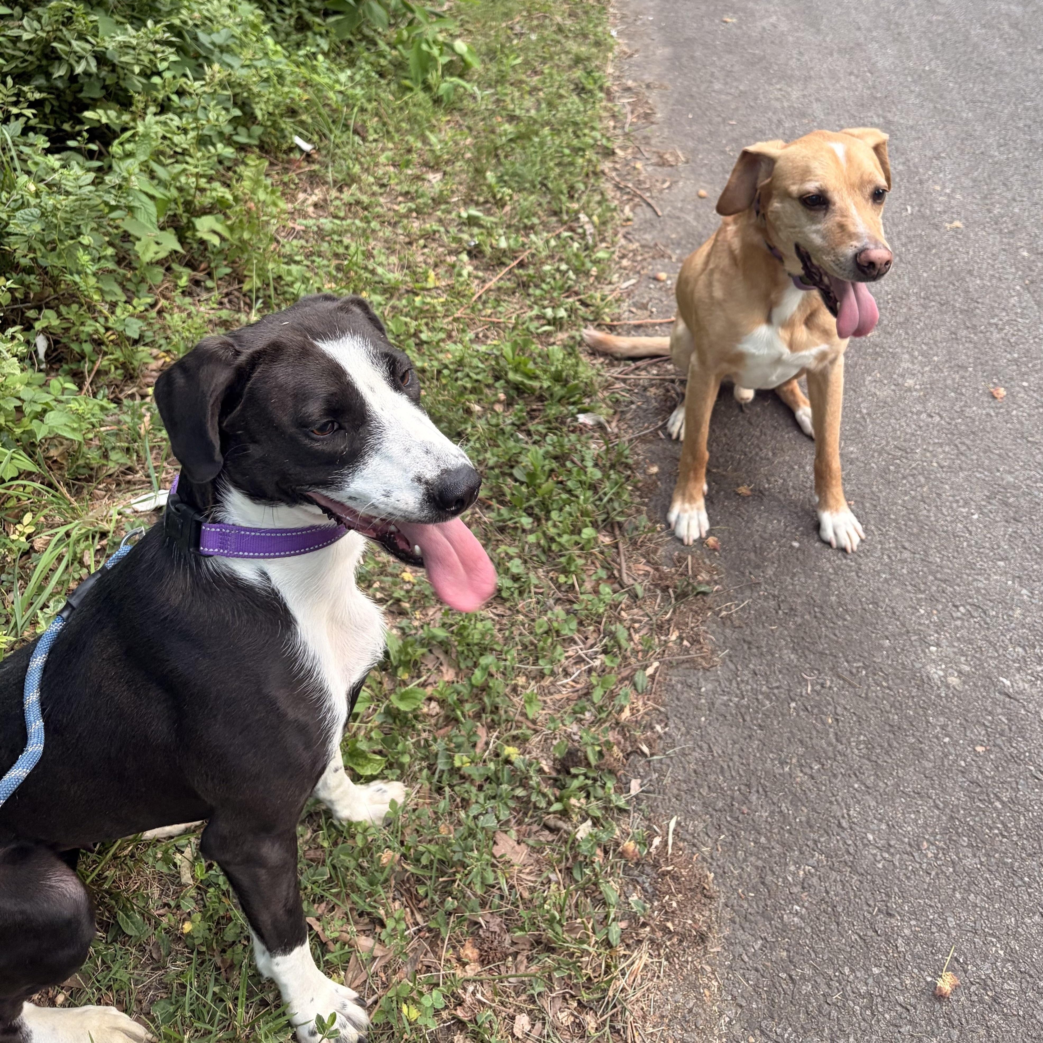 Storm, a ADOPTABLE mixed breed in Richmond, VA image 2/6