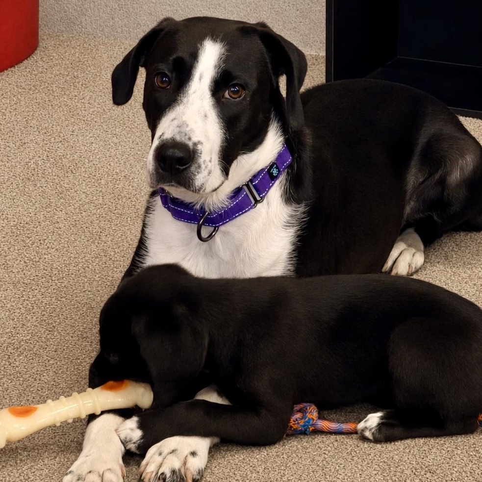 Storm, a ADOPTABLE mixed breed in Richmond, VA image 1/6