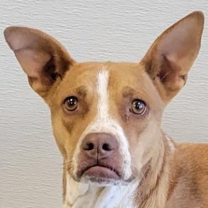 Valentina, a Adoptable Mixed Breed in Las Cruces, NM image 1/6
