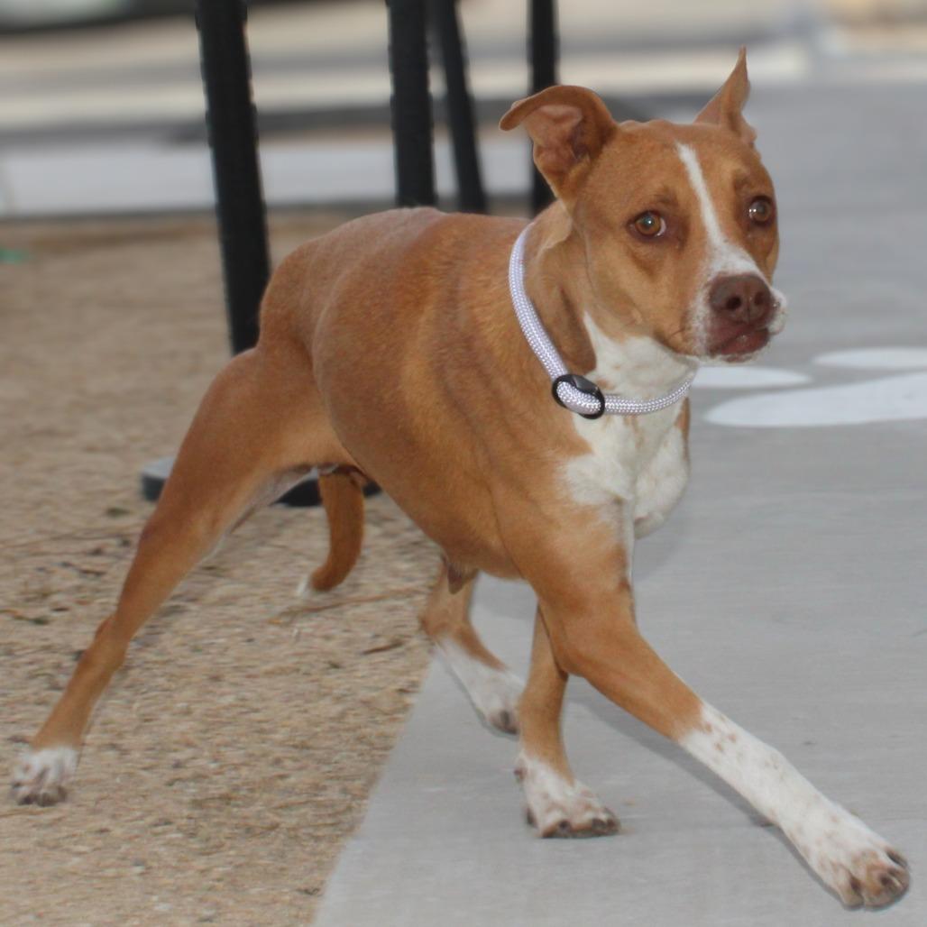 Valentina, a Adoptable Mixed Breed in Las Cruces, NM image 2/6