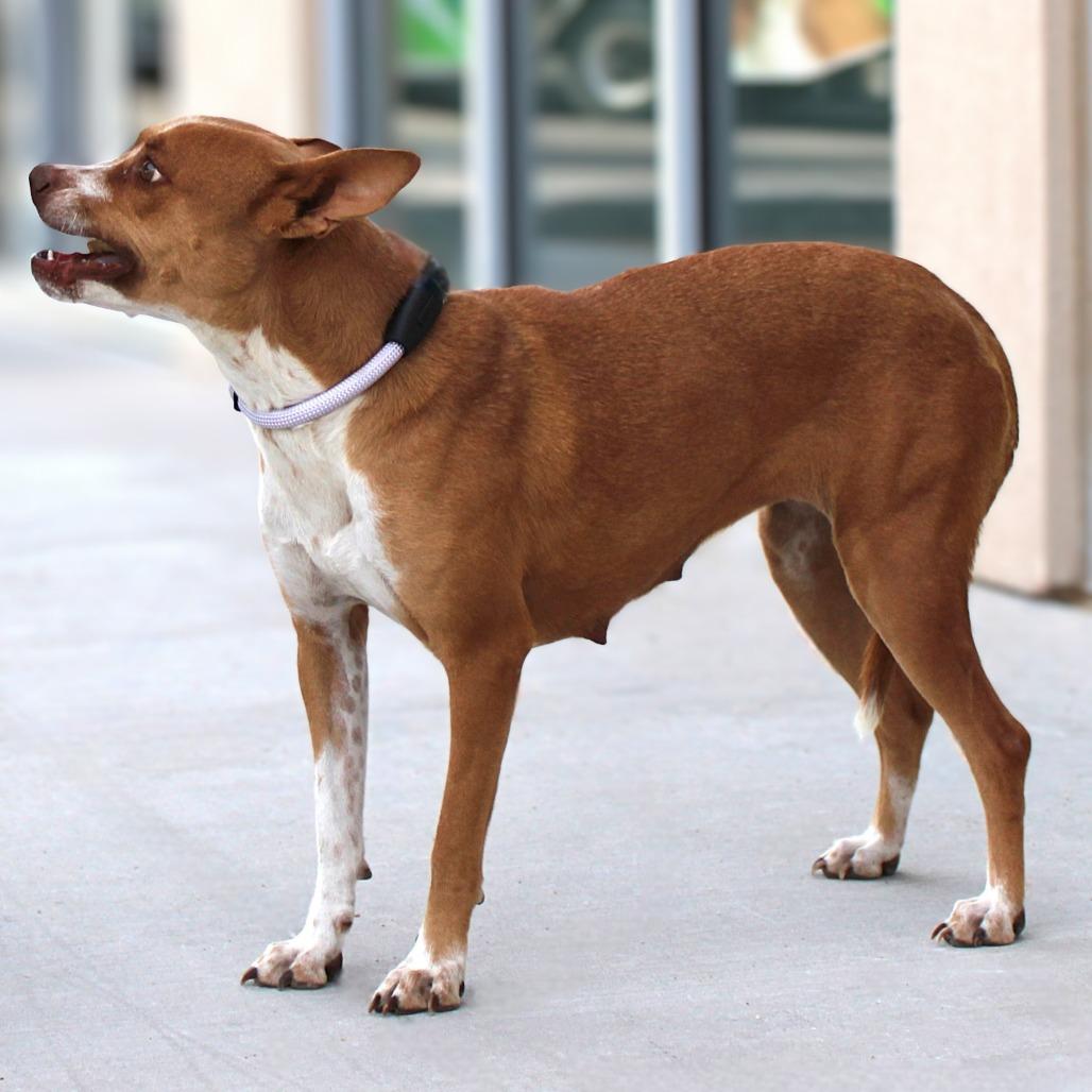Valentina, a Adoptable Mixed Breed in Las Cruces, NM image 3/6