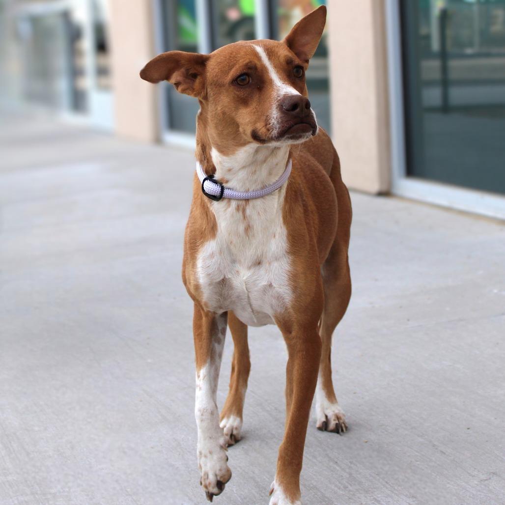 Valentina, a Adoptable Mixed Breed in Las Cruces, NM image 4/6