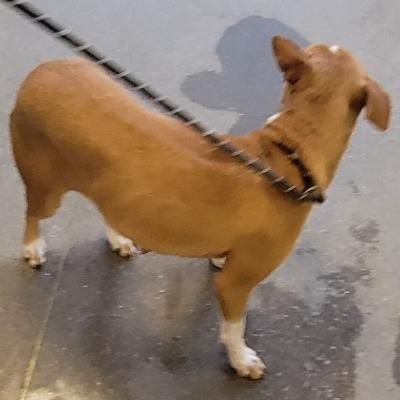 Valentina, a Adoptable Mixed Breed in Las Cruces, NM image 5/6