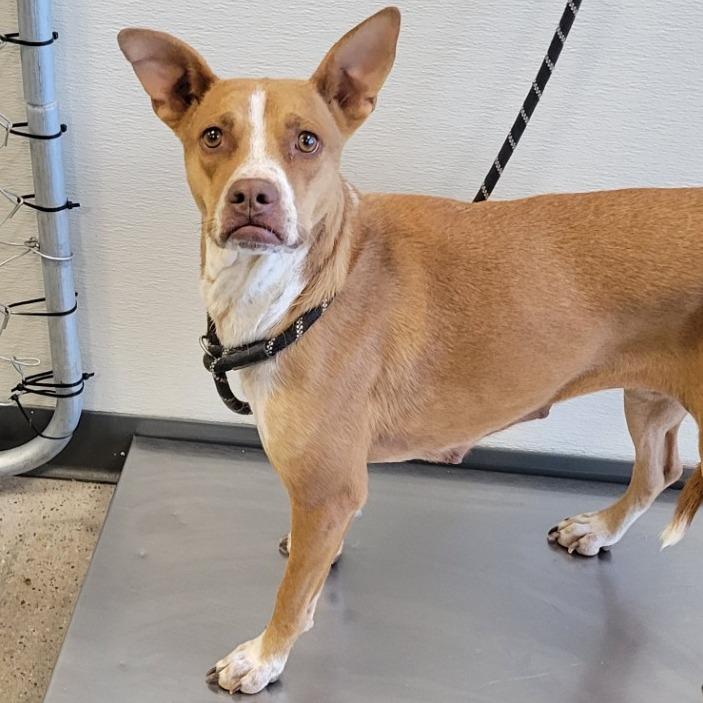 Valentina, a Adoptable Mixed Breed in Las Cruces, NM image 6/6