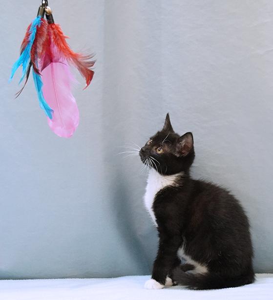 Peanut photo 3