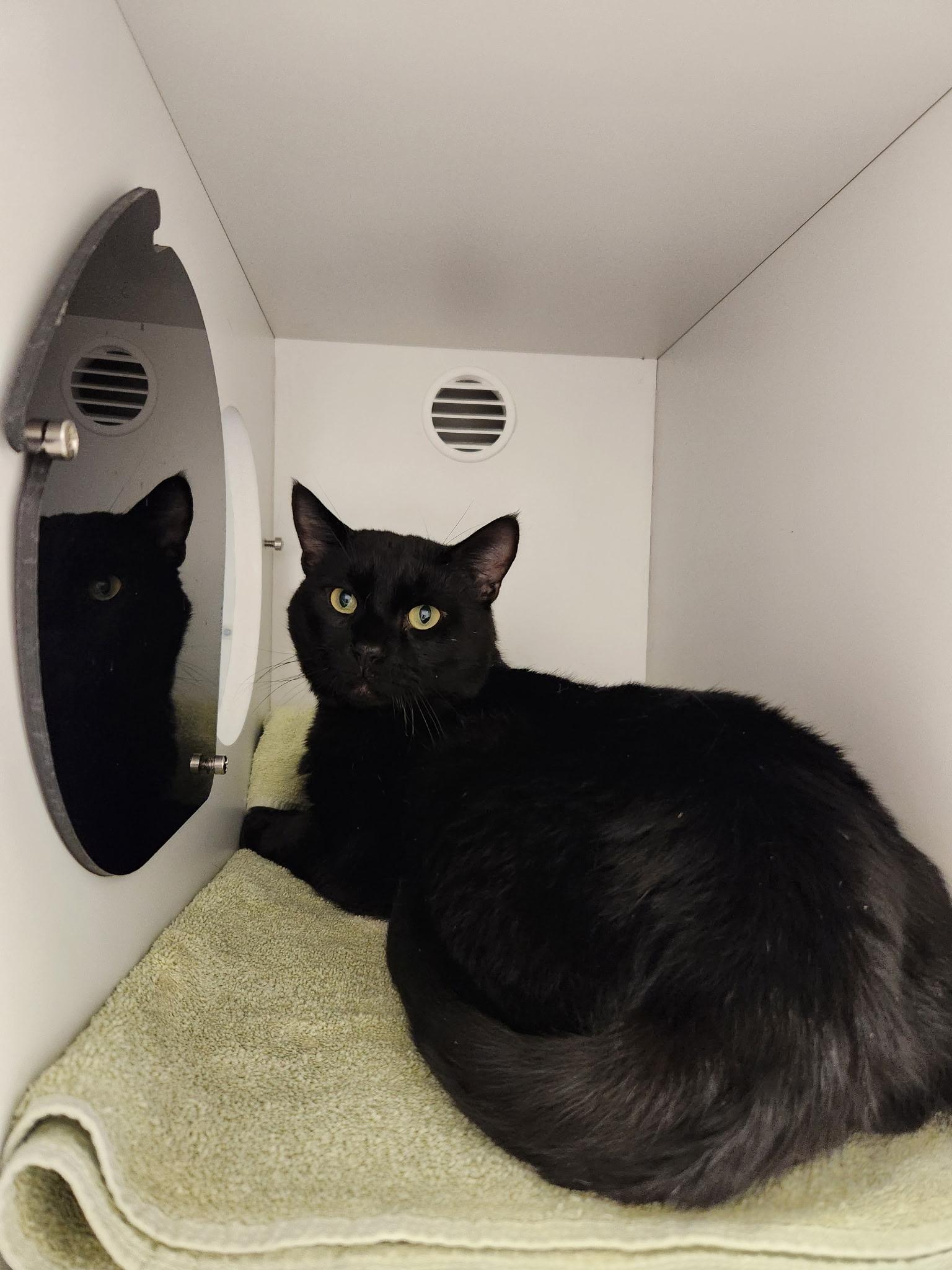 Bagheera, Adoptable, Adult Male Domestic Short Hair.