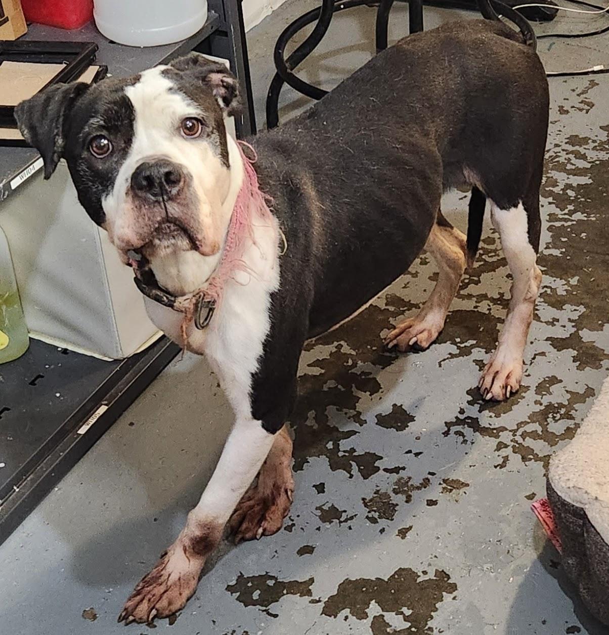 Enlarge Mildred, a Adoptable mixed breed in Berea, KY image 1/1