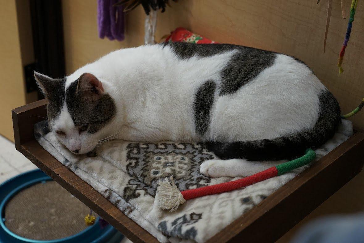 Enlarge Ed, an adopted Domestic Short Hair in Syracuse, NY image 4/4