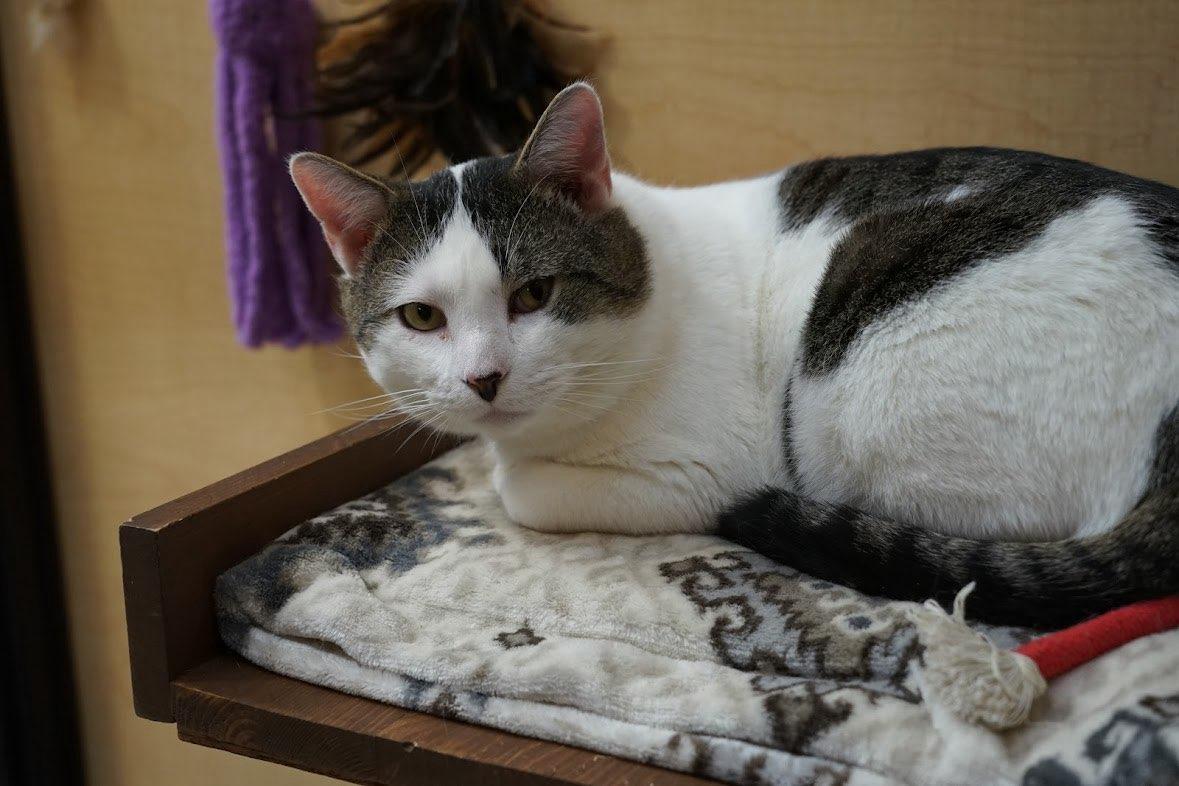 Enlarge Ed, an adopted Domestic Short Hair in Syracuse, NY image 3/4