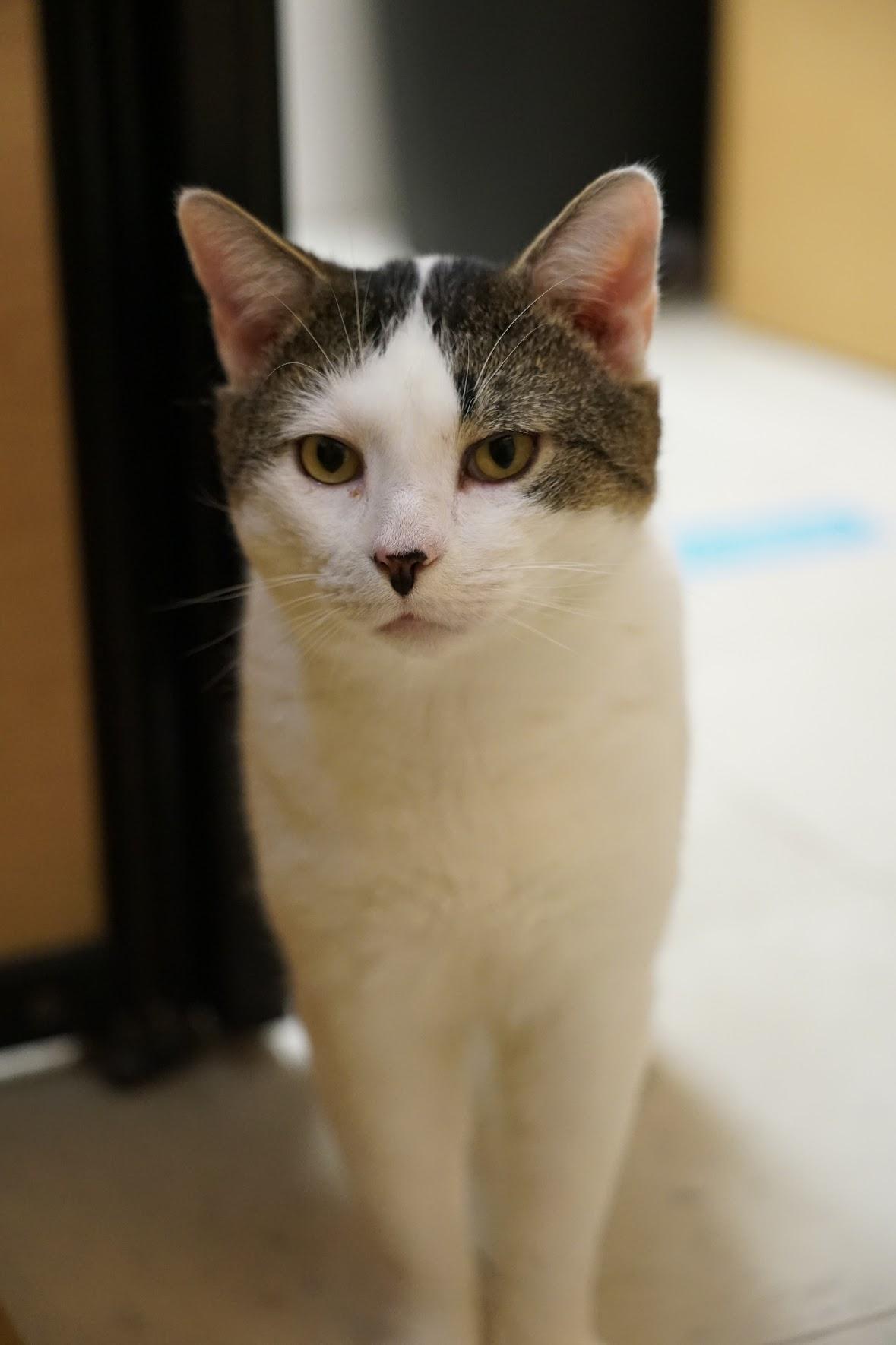 Enlarge Ed, an adopted Domestic Short Hair in Syracuse, NY image 2/4