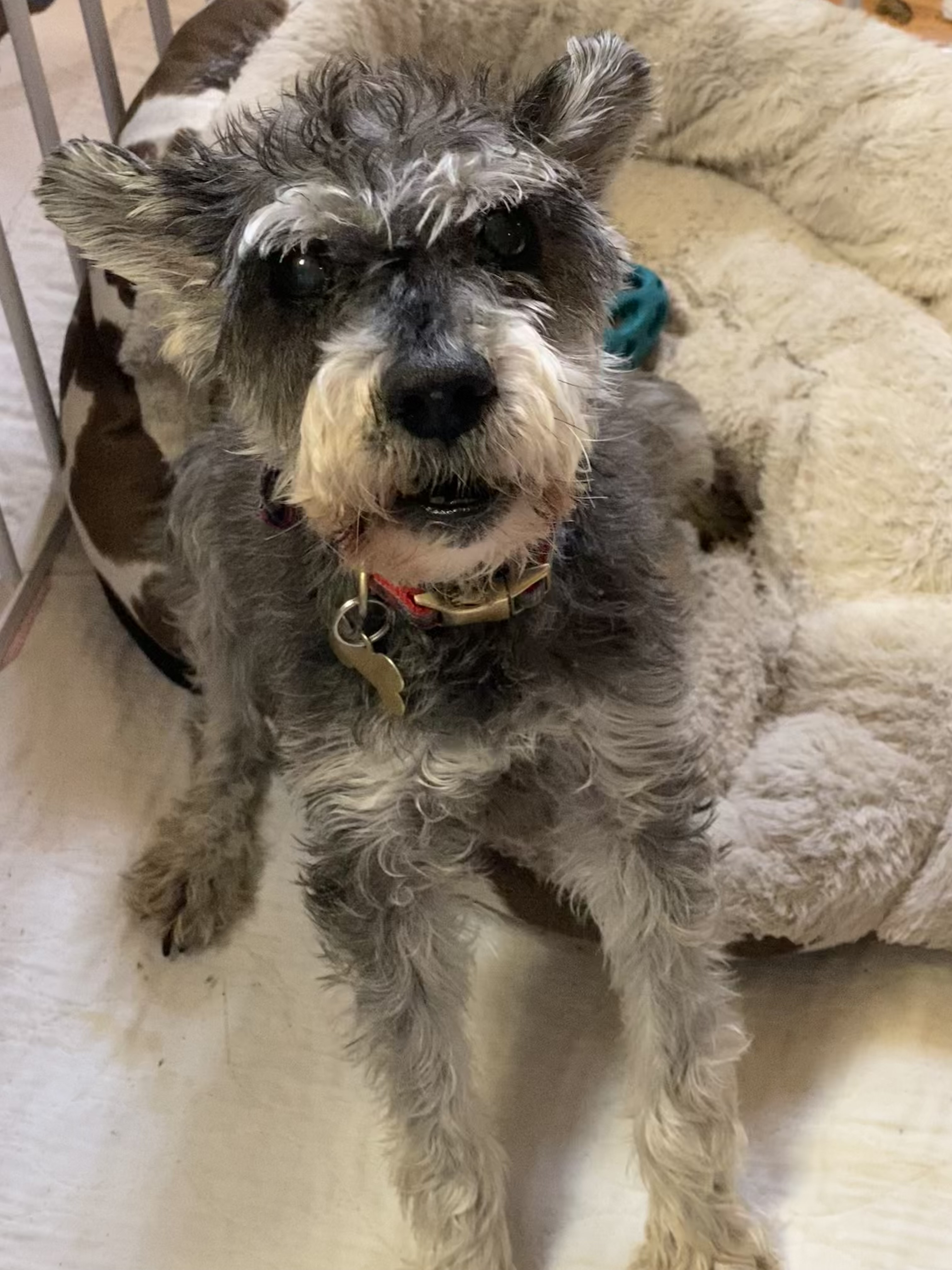 Mini Schnauzer Rescue Texas 24 - 115qny7