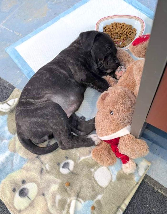 Enlarge Madison, an adoption pending mixed breed in Bancroft, ON image 4/4