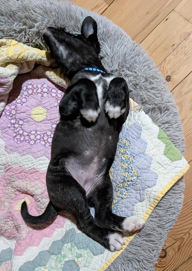 Enlarge Madison, an adoption pending mixed breed in Bancroft, ON image 3/4