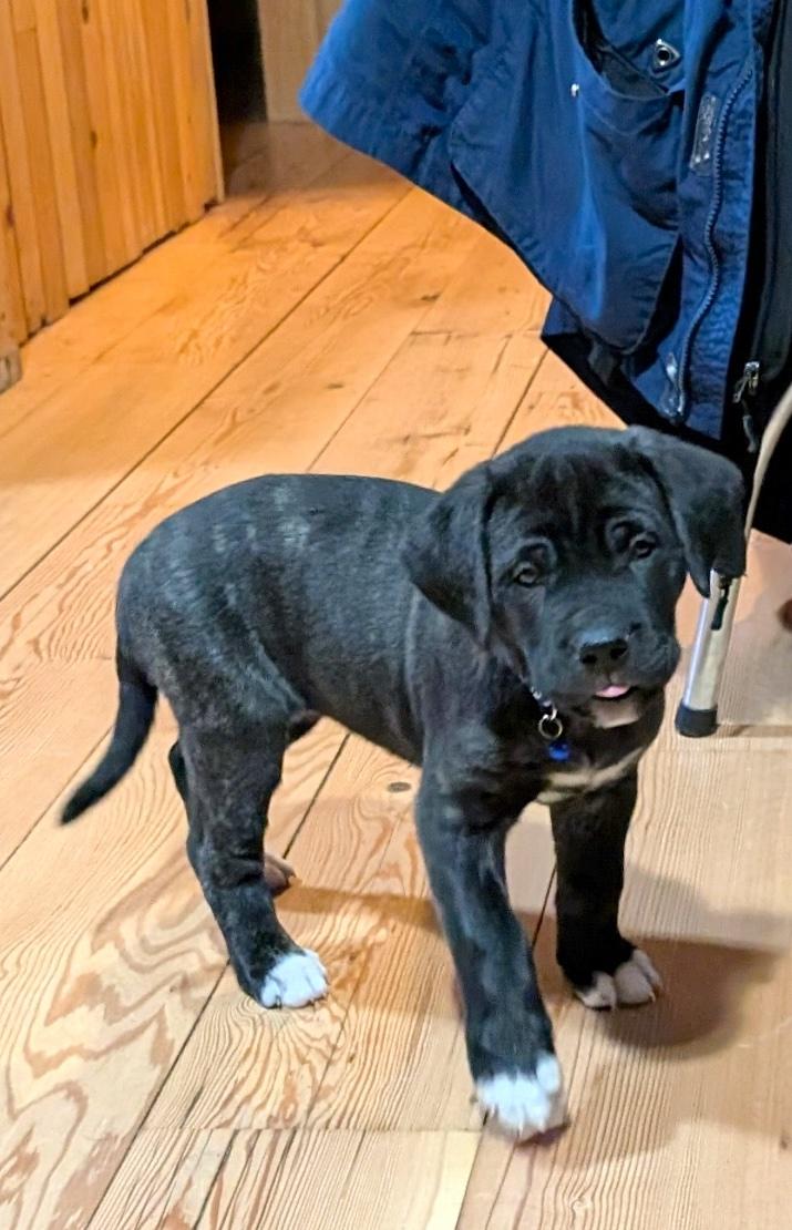 Madison, ADOPTABLE, Puppy Female Mastiff & Cane Corso.