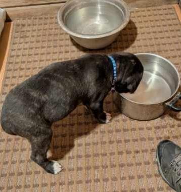 Enlarge Madison, an adoption pending mixed breed in Bancroft, ON image 2/4