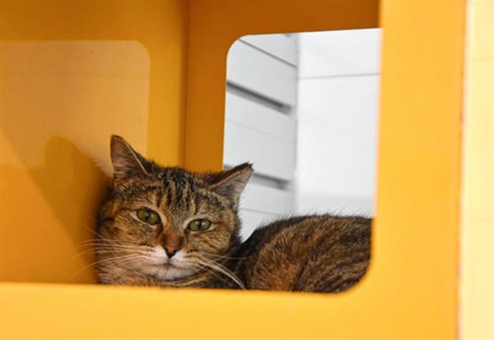 Enlarge JELLYBEAN, a Adoptable Domestic Short Hair in Loveland, CO image 1/1