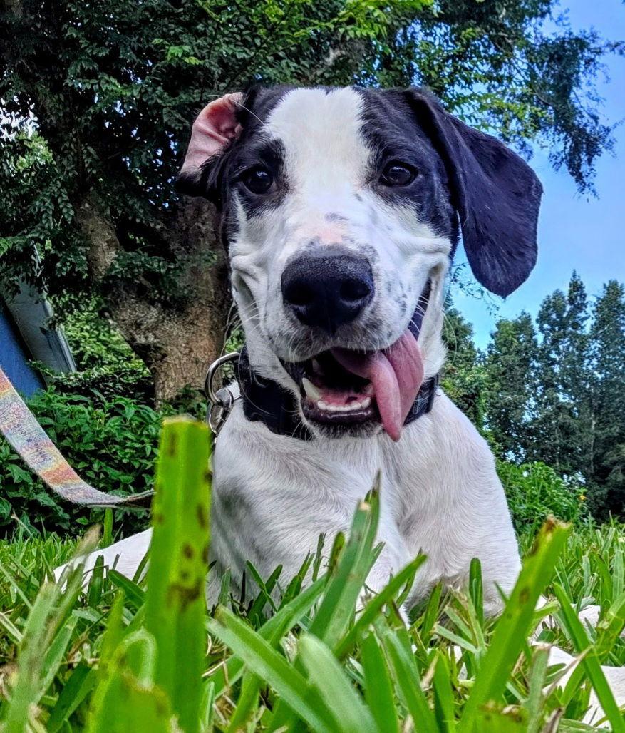 Enlarge Smoki, a Adopted mixed breed in Sanford, FL image 1/3