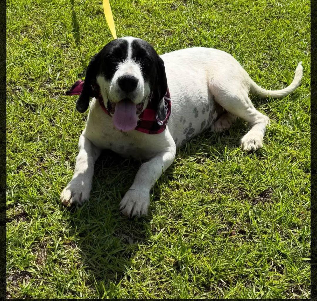 Enlarge Smoki, a Adopted mixed breed in Sanford, FL image 2/3