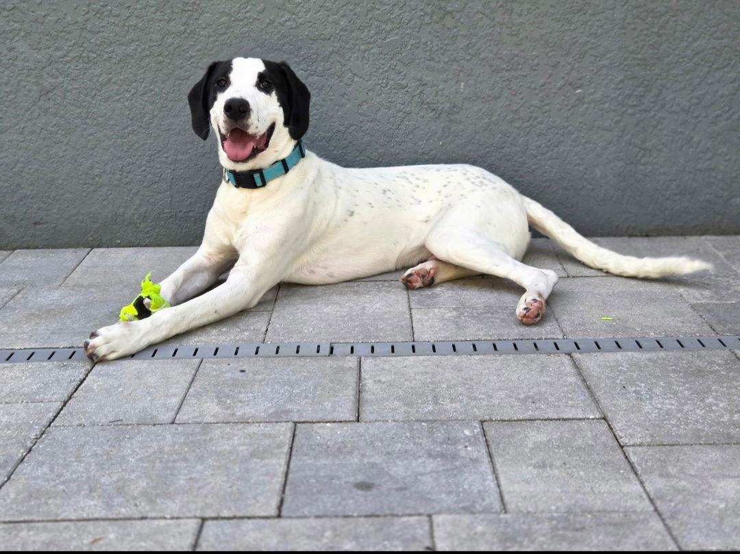 Enlarge Smoki, a Adopted mixed breed in Sanford, FL image 3/3