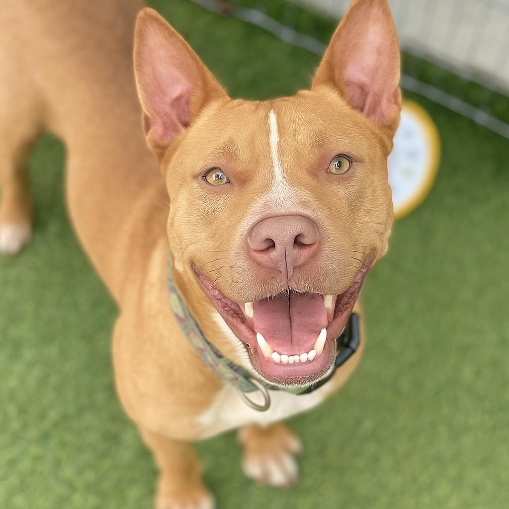 Sienna, Adult Female American Staffordshire Terrier