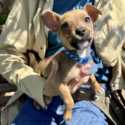 Bean , adopted, Puppy Male Chihuahua.