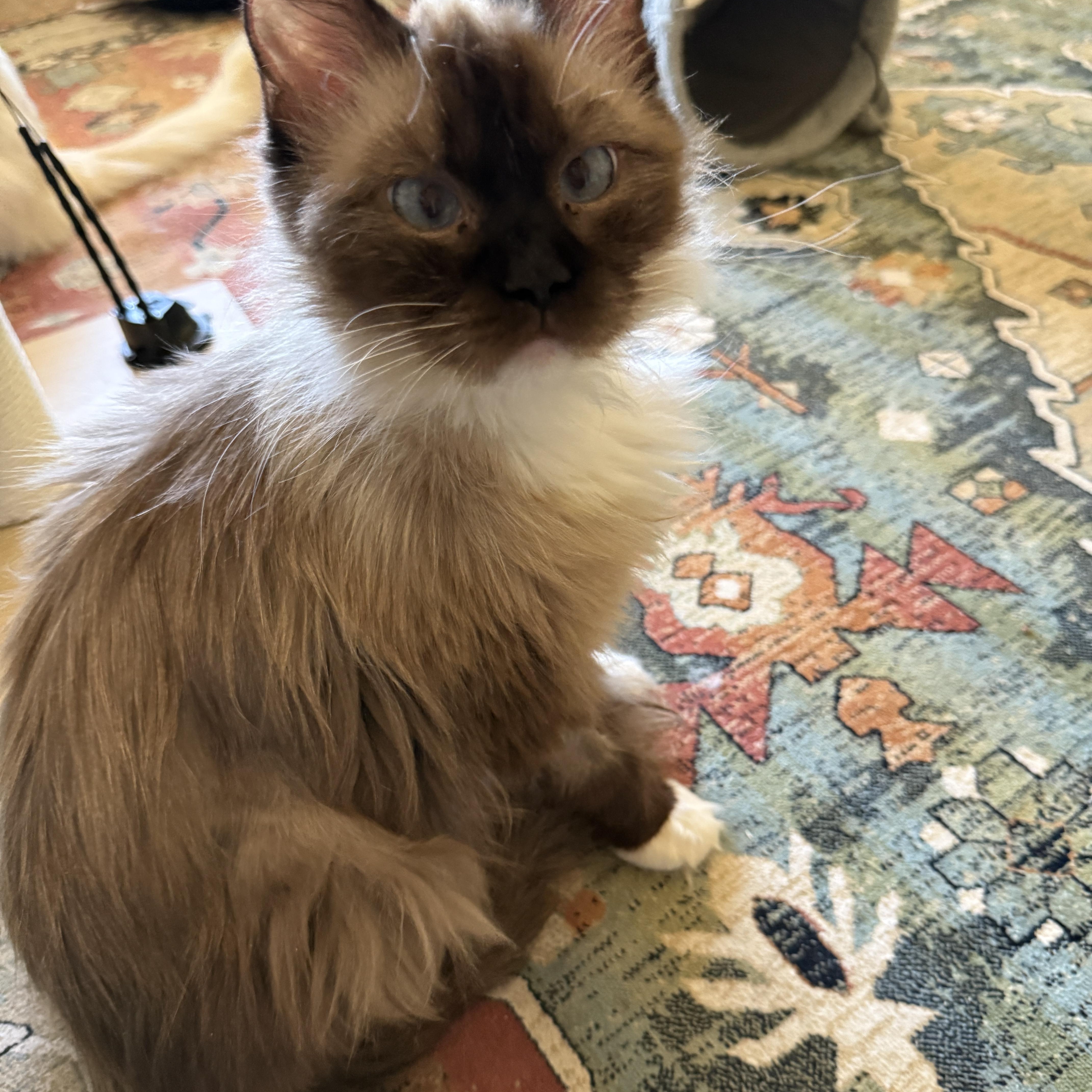 Enlarge Athena, a ADOPTABLE Ragdoll in queen creek, AZ image 2/2